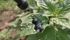 découvrez comment le savon noir, solution écologique et naturelle, protège efficacement vos plantes des cochenilles tout en respectant l'environnement.