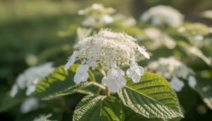 explorez la beauté exceptionnelle de la viorne de chine, aussi appelée viburnum plicatum, et découvrez ses fleurs élégantes et son feuillage décoratif en pleine splendeur.