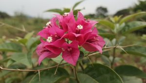 découvrez le bougainvillier mini thaï, une version compacte et élégante du bougainvillea x hybrida, parfaite pour sublimer vos espaces avec ses fleurs colorées et son charme raffiné.