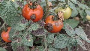découvrez comment identifier les signes du mildiou sur tomates et pommes de terre et adoptez les meilleures stratégies de protection pour préserver vos cultures efficacement.