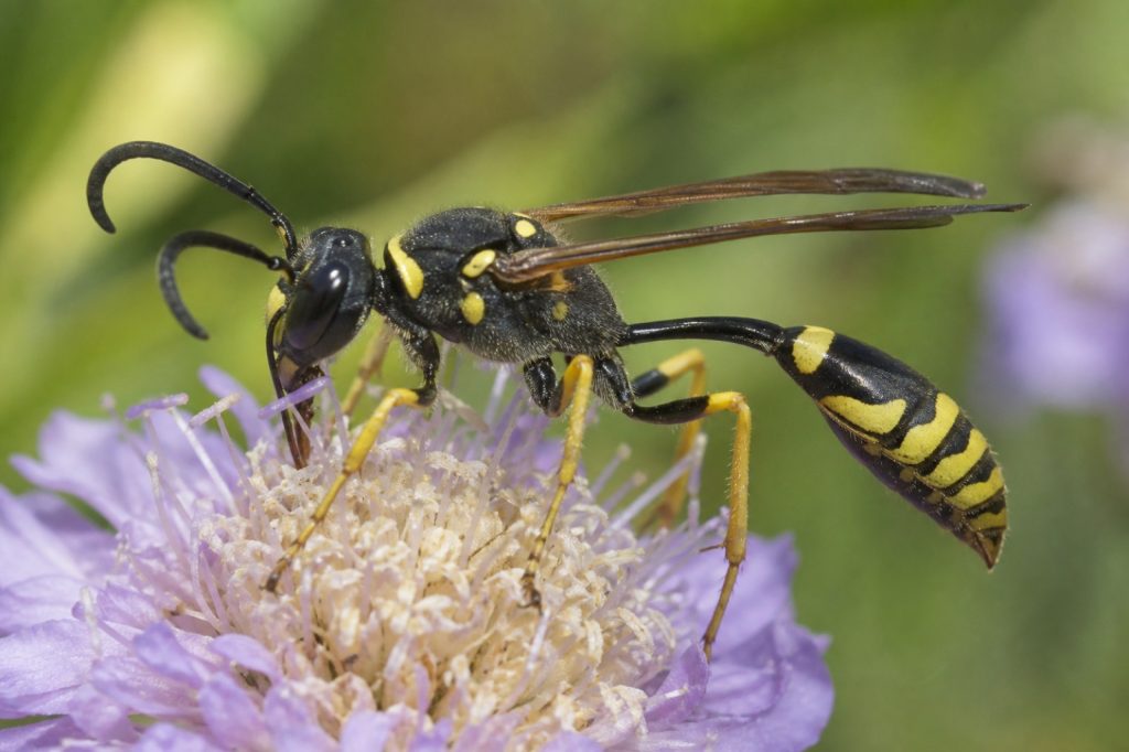 Guêpe maçonne : comment l'identifier facilement dans votre jardin