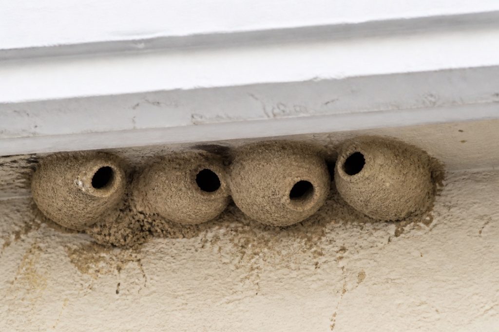 Où trouver les nids de guêpes maçonnes et comment ils sont construits