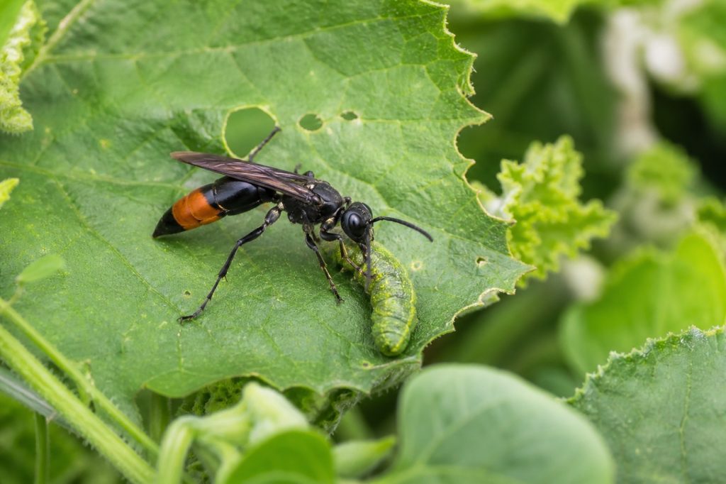 Le rôle essentiel de la guêpe maçonne dans la biodiversité du jardin