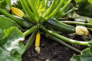 Courgettes qui jaunissent et chutent : comprendre les causes et astuces pour préserver votre récolte