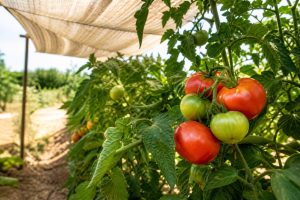 Tomates en période de canicule : les raisons de leur passage au vert et astuces pour accélérer leur mûrissement