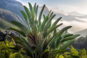Strelitzia caudata : Le Bananier sauvage d'Afrique, trésor des montagnes