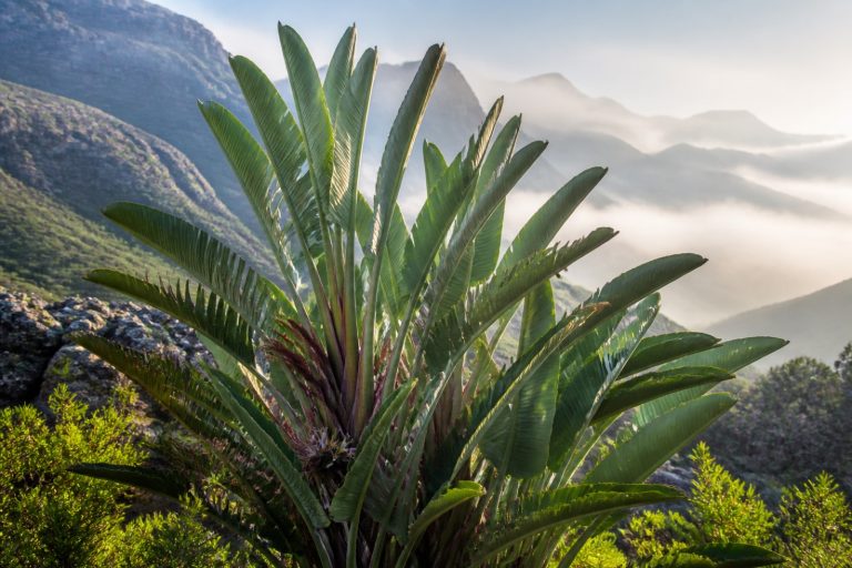 Strelitzia caudata : Le Bananier sauvage d'Afrique, trésor des montagnes