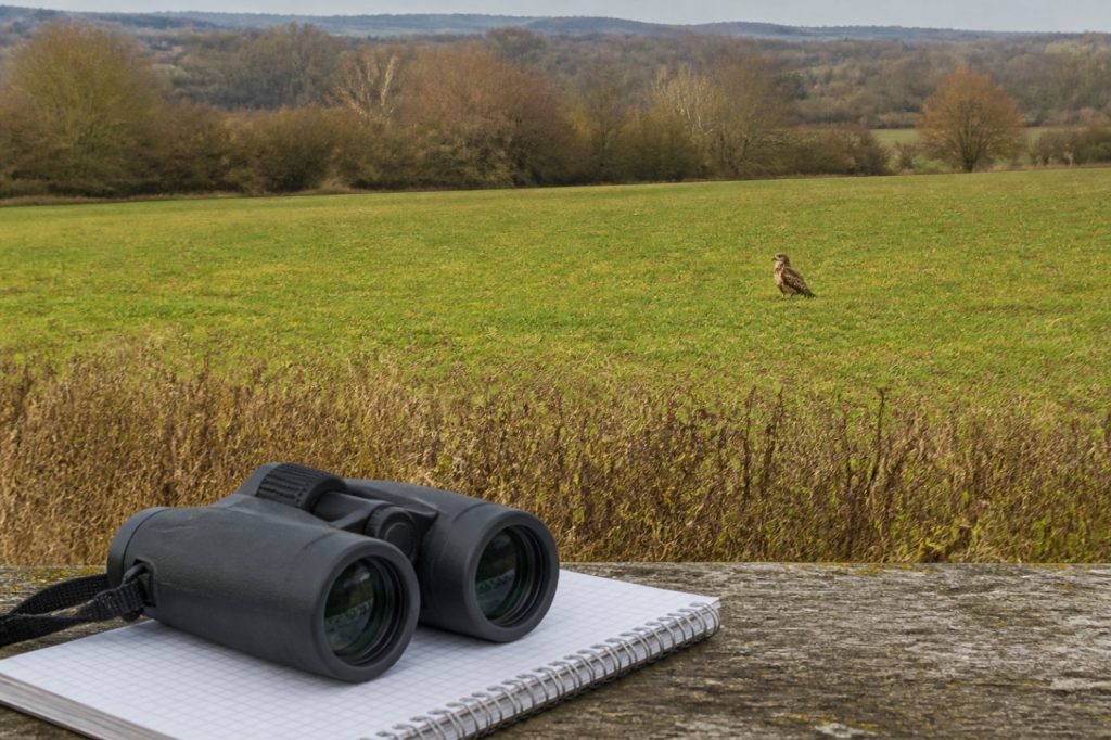 Observation oiseaux : bonnes pratiques pour observer la buse variable sans la déranger
