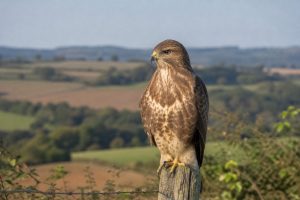 Buse variable en France : guide pour l’observer en toute sérénité et la préserver